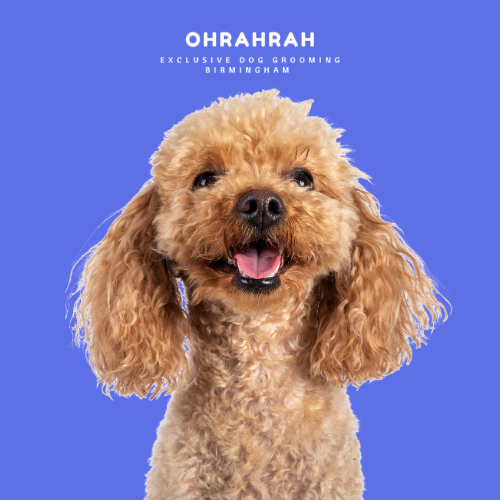 Happy Groomed Dog