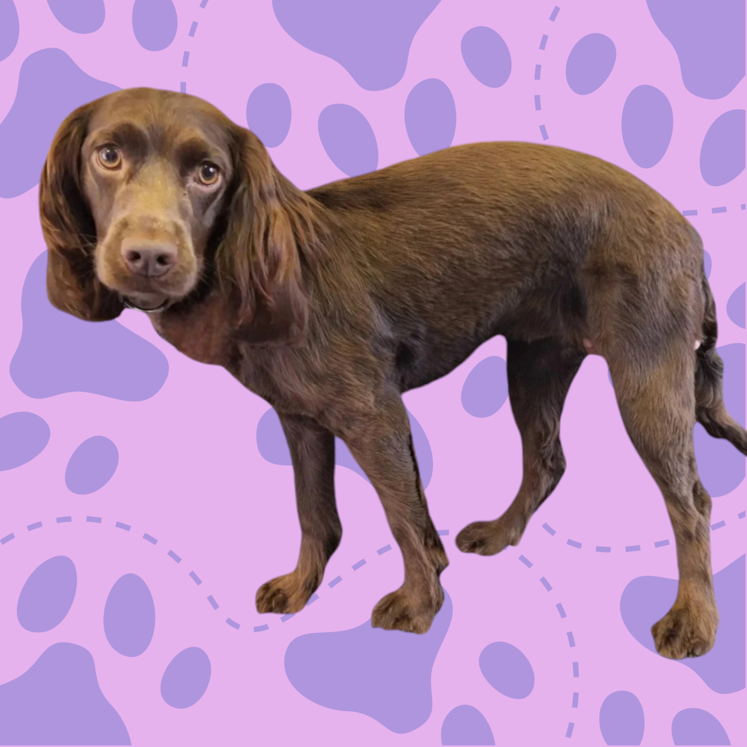 Cocker Spaniel and Cockapoo