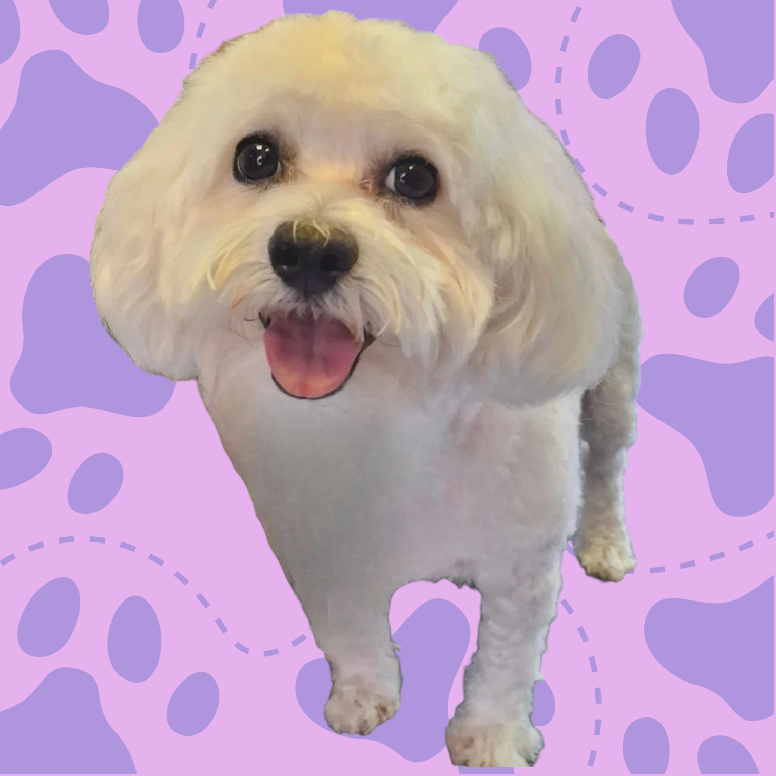 Maltese