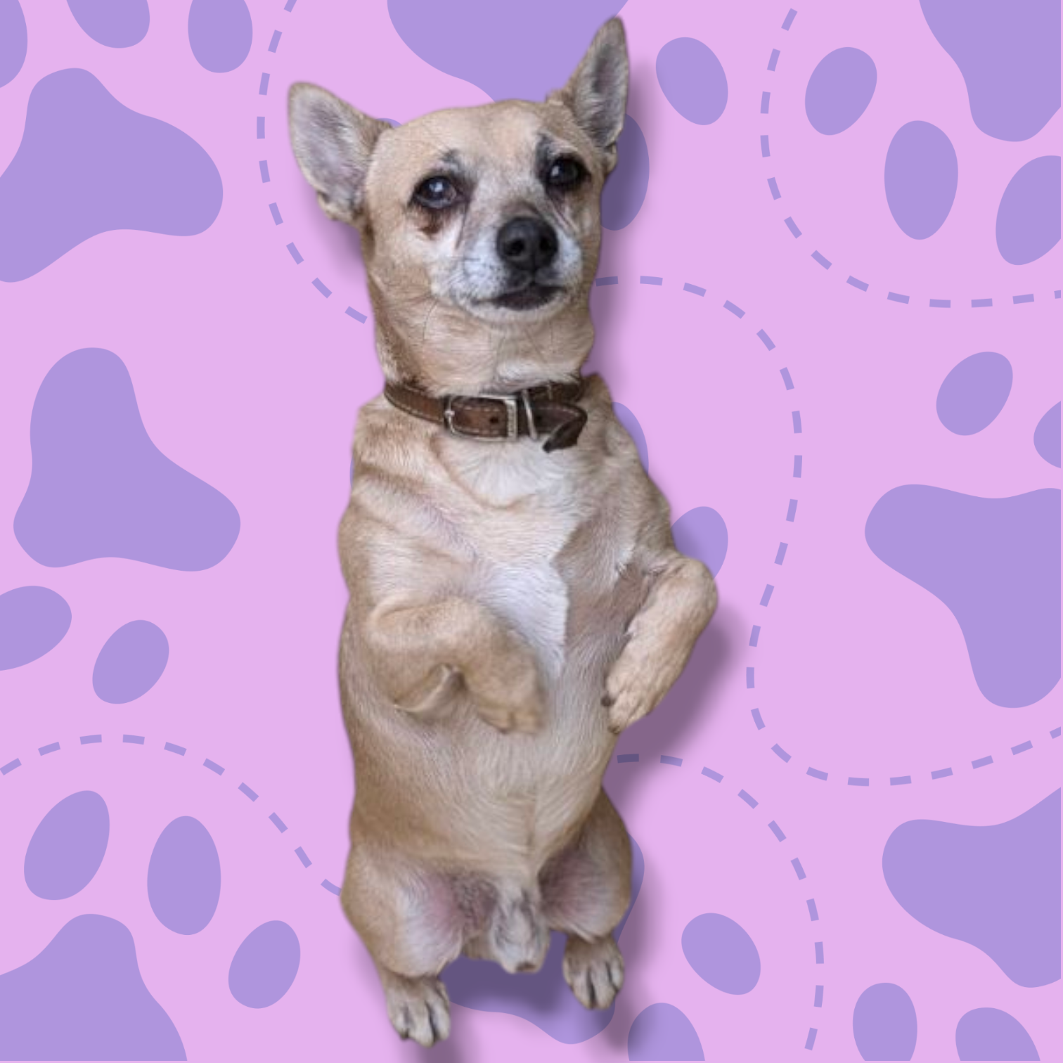 Chihuhua and Jack Russell