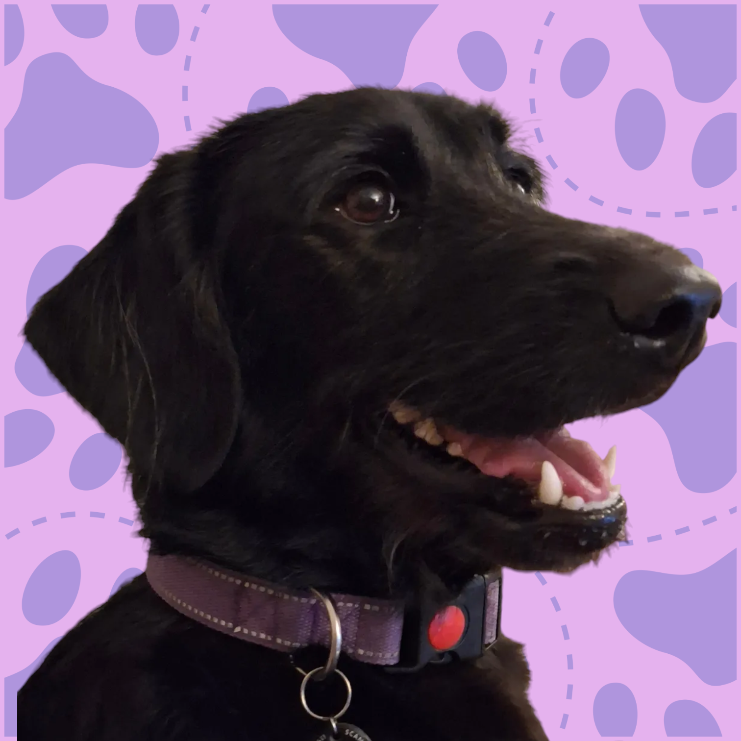 Labradoodle and labrador