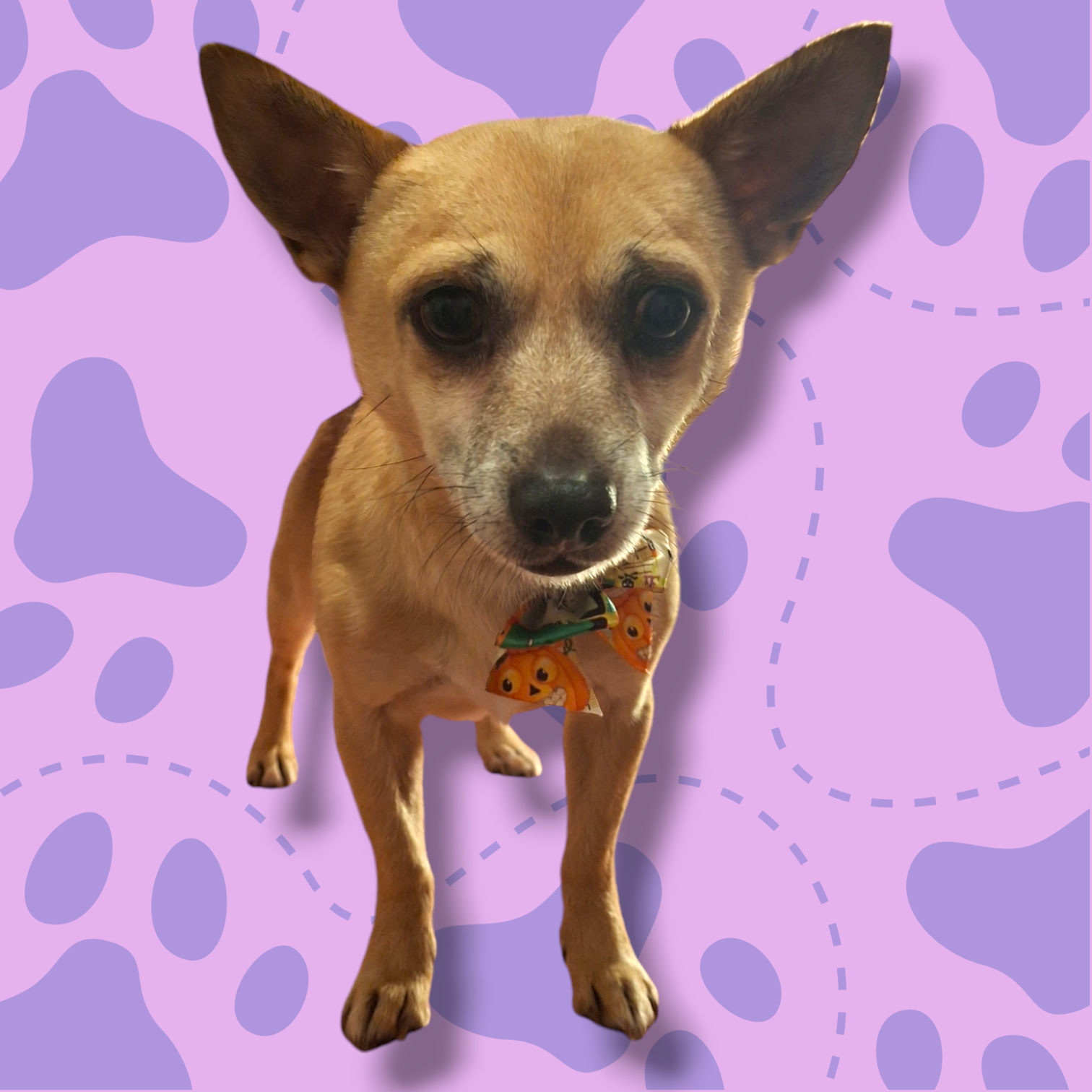 Chihuhua