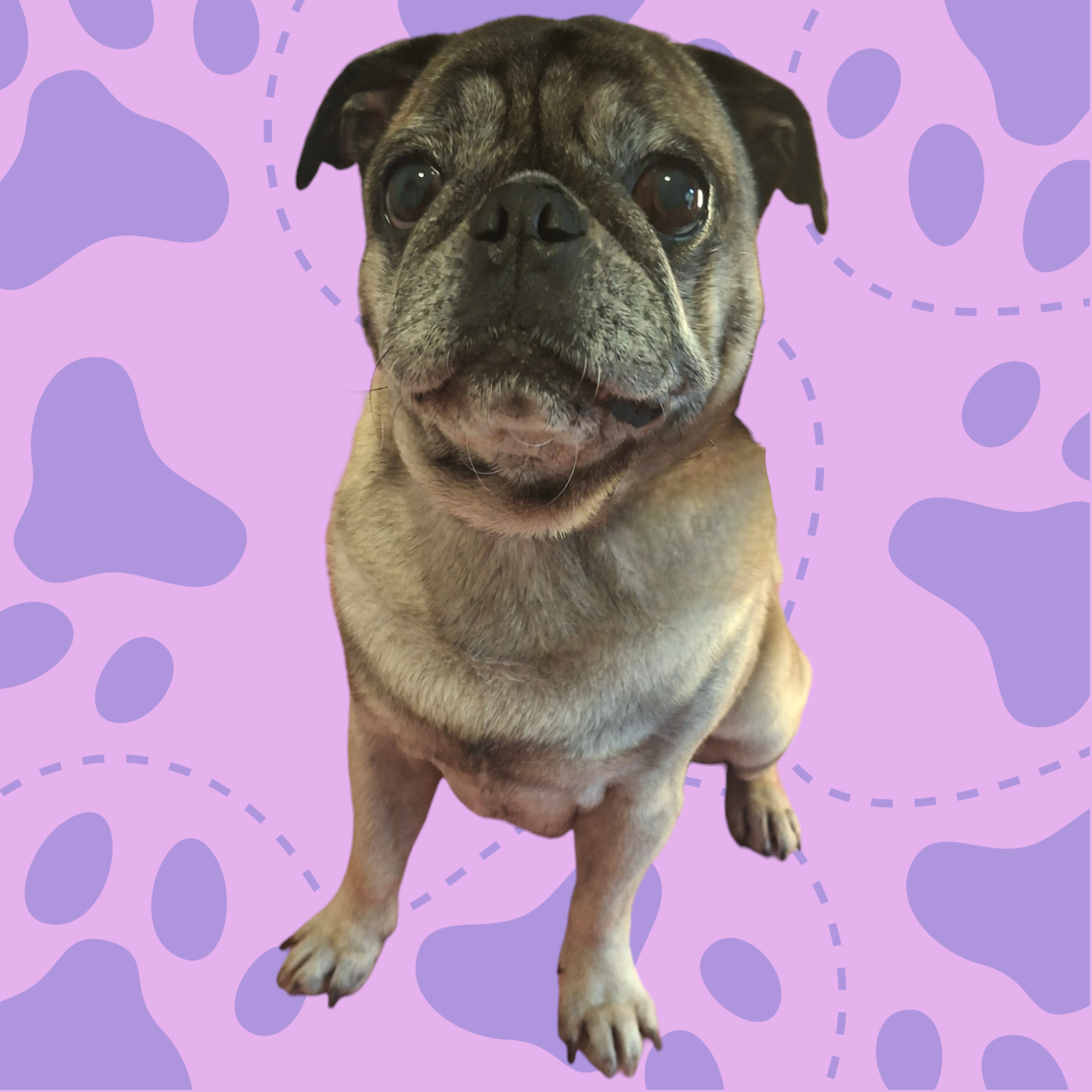 Pug