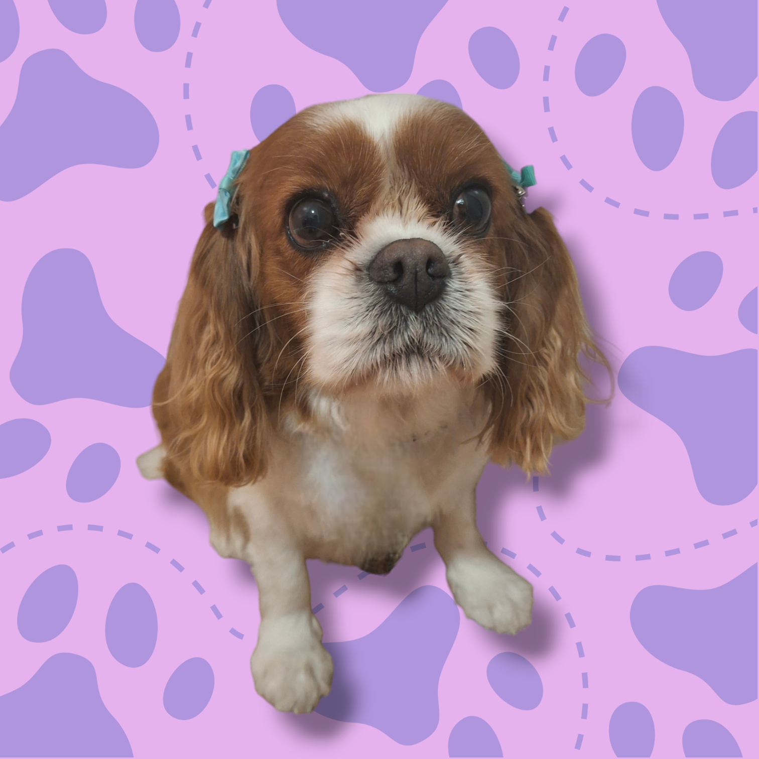 King Charles Spaniel