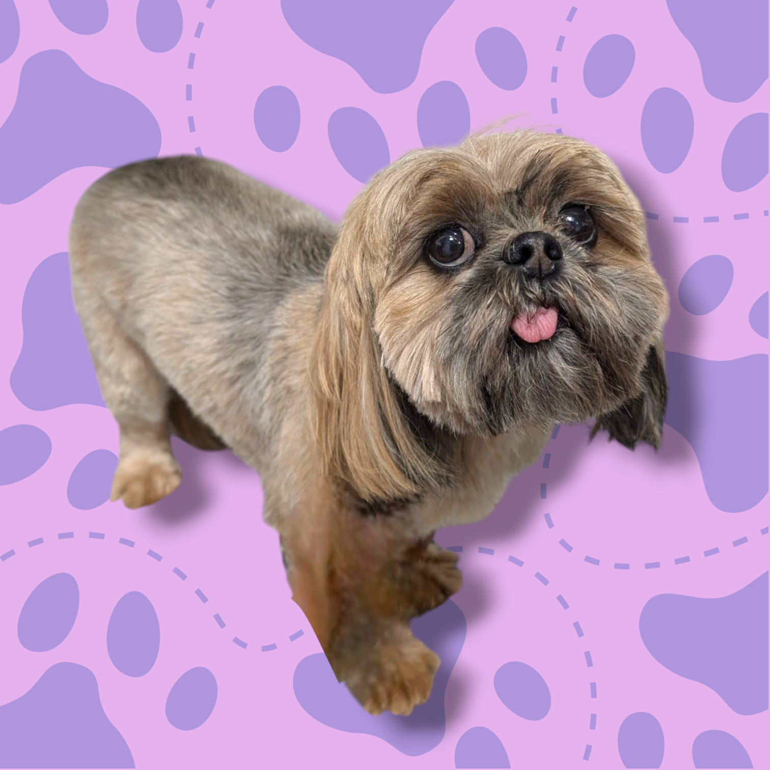 Shih Tzu
