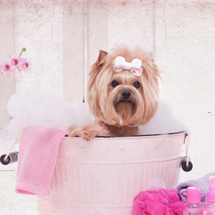 Personalised Paw-dicures