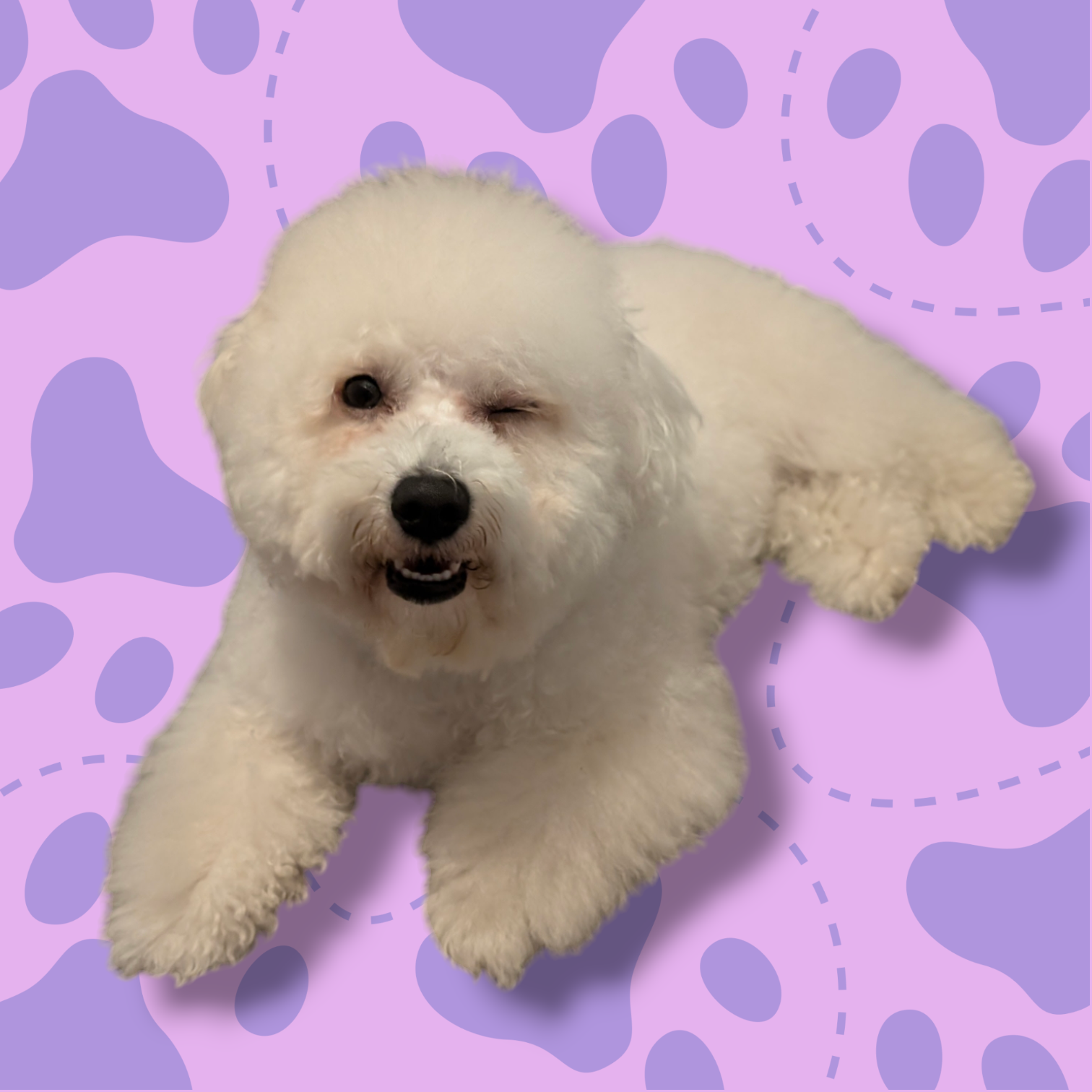 Bichon Frise Show Cut